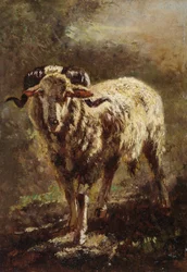 Capra