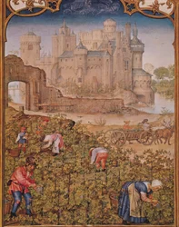 Fol.9v Il mese di settembre: La vendemmia, da Breviarium Grimani, c.1515