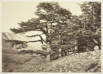 Cedri del Libano