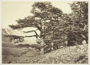 Cedri del Libano