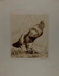 Il vecchio gallo