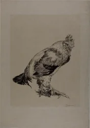 Il vecchio gallo