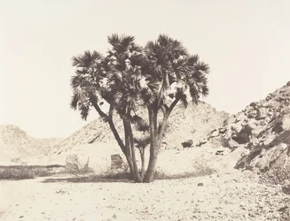Environs de Fileh, Palmier Doum sulla riva orientale del Nilo