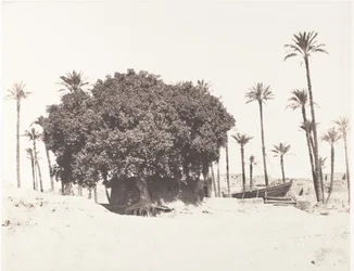 Esneh, Dattieri, Sicomoro e Caffè sul bordo del Nilo, 1851-52, stampato 1853-54