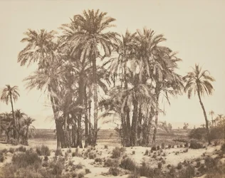 [Boschetto di palme da dattero visto dal punto A, Karnak].
