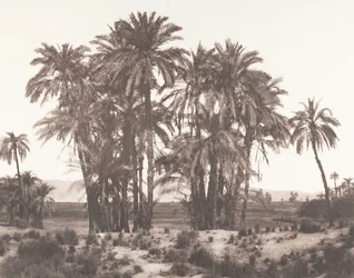 Karnak, Gruppo di Dattieri visto dal Punto A, 1851-52, stampato 1853-54