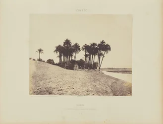Luxor. Palme da datteri e giardino della spedizione di Luxor