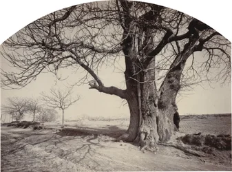 Grande castagno al bordo di una strada, c.1875-1880
