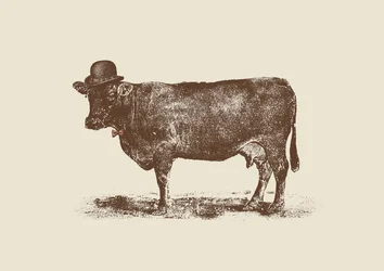 Noce di Mucca