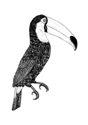 Toco - bianco e nero