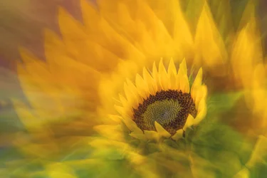 La vivace luminosità del girasole