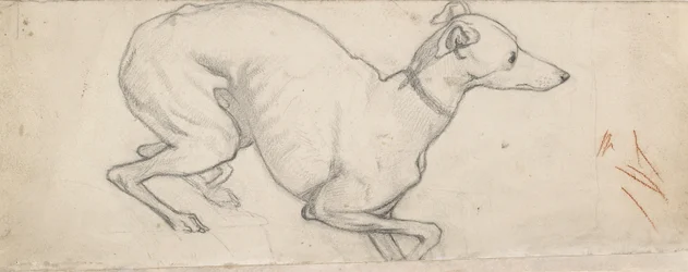 Studio di un levriero