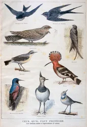 Uccelli protetti e utili in agricoltura, 1897