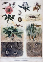 Insetti dannosi, 1897