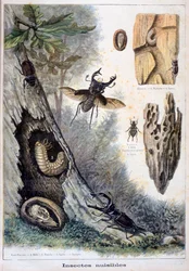 Insetti dannosi