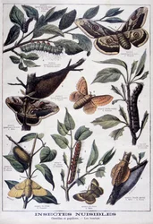 Insetti dannosi: bruchi, farfalle e falene, 1897