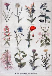 Piante nocive