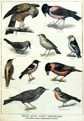 Uccelli utili all