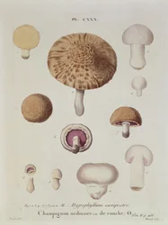 Hypophyllum campestre o il fungo di campo, tavola 130 da 