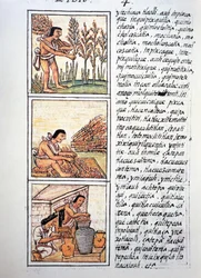 Scene di vita contadina, raccolta del grano, sgranatura su stuoia e conservazione in giare, testo in nahuatl, da facsimile del manoscritto Storia generale delle cose della Nuova Spagna, noto anche come Codice Fiorentino, di Bernardino de Sahagun