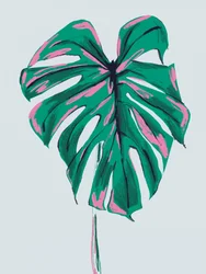 Monstera rosa e verde vivace