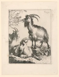 Tre capre