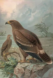 Incisione - Aquila del Nepal - Femmina - Aquila nipalensis