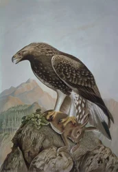 Aquila reale giovane – Aquila chrysaetos