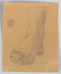 Studio del piede destro