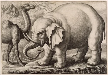 Un elefante e un cammello, inciso da Wenceslaus Hollar (1607-77) 1663