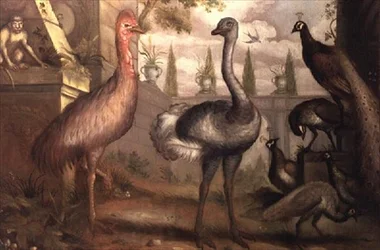 Collezione di uccelli