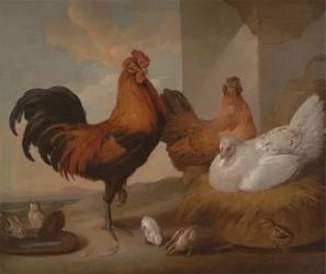 Gallo domestico, galline e pulcini