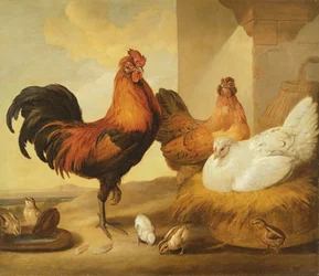 Gallo domestico, galline e pulcini, 1655