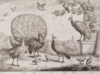 Gruppo di uccelli con pavone