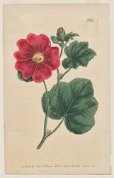 The Botanical Magazine or Flower Garden Displayed: Tavola 892, Althaea Flexuosa. Seringapatam A Hollyhock. [Althea rosea]