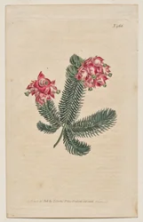 The Botanical Magazine or Flower Garden Displayed: Tavola 966, Erica Elegans. Elegant Heath [Erica glauca]