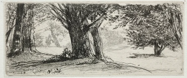 Il campo di agrifoglio