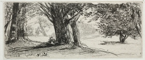 Il campo di agrifoglio