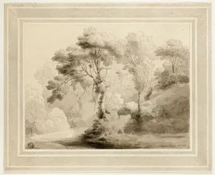 Paesaggio Boschivo