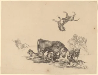 Toro Attaccato da Cani