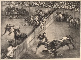 Corrida in un Anello Diviso