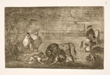 Cani lanciati contro il toro