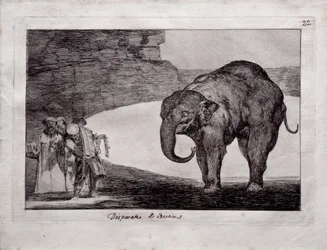 Follia animale