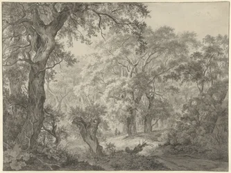 Paesaggio boschivo
