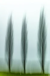 Tre alberi sereni