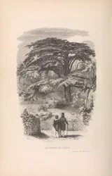 Le Jardin des Plantes, Descrizioni e costumi dei mammiferi