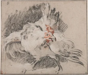 Studio di un gallo