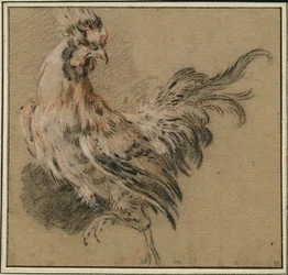 Studio di un gallo