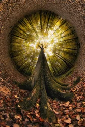Uno sguardo verso la Foresta Dorata