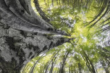 La maestosa chioma della foresta